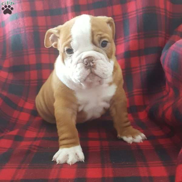 Jewel, Miniature Bulldog Puppy