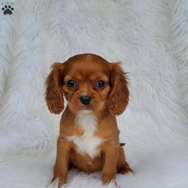 Maddie, Cavalier King Charles Spaniel Puppy