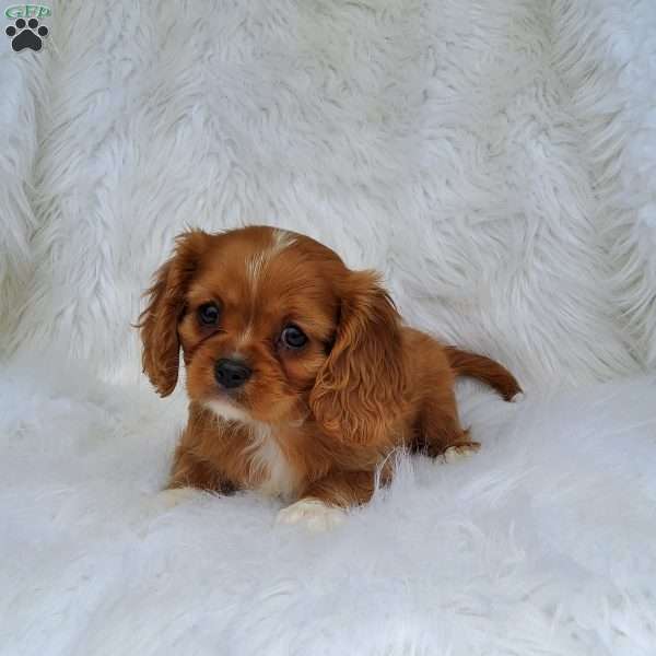 Molly, Cavalier King Charles Spaniel Puppy