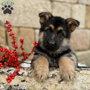 https://cdn.greenfieldpuppies.com/wp-content/uploads/2024/01/2C150AD7-38C3-46F7-89B4-8288E32EF686.jpeg1704332119-300x300.jpg