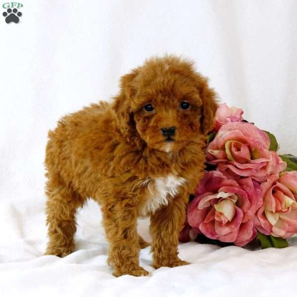 Barry, Miniature Poodle Puppy