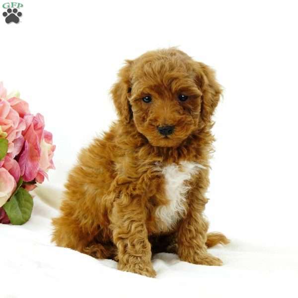 Benjie, Miniature Poodle Puppy