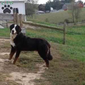 Lois allison store bernese mountain dog