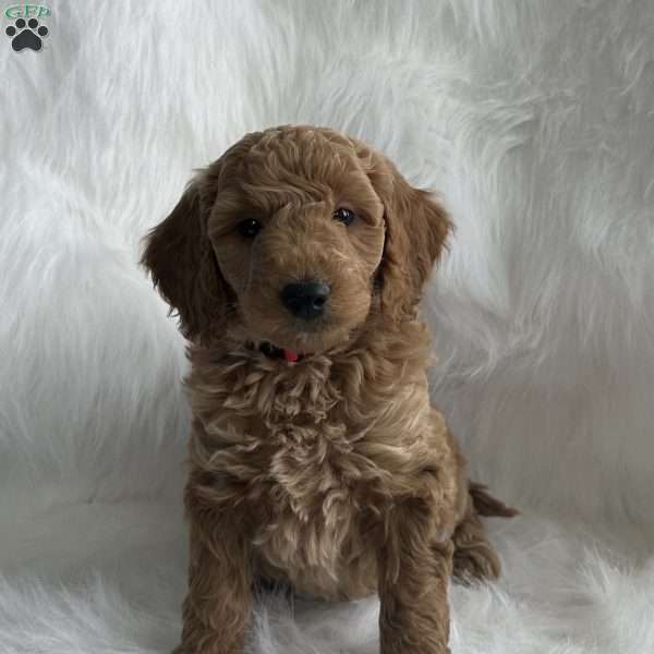 Carter, Mini Goldendoodle Puppy