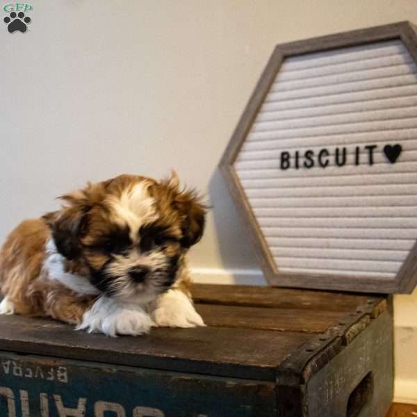 Biscuit, Shih Tzu Puppy