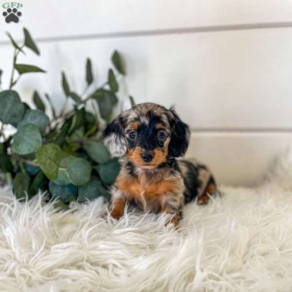 Belle Mini, Dachshund Puppy