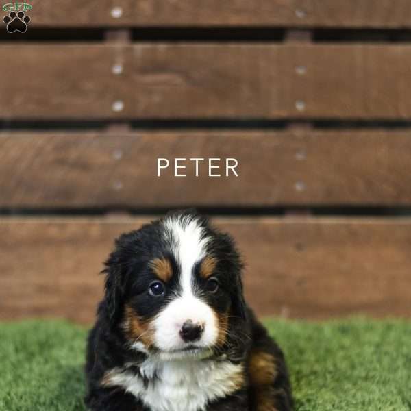 Peter, Bernese Mountain Dog Puppy