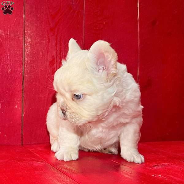 Jackson, French Bulldog Puppy