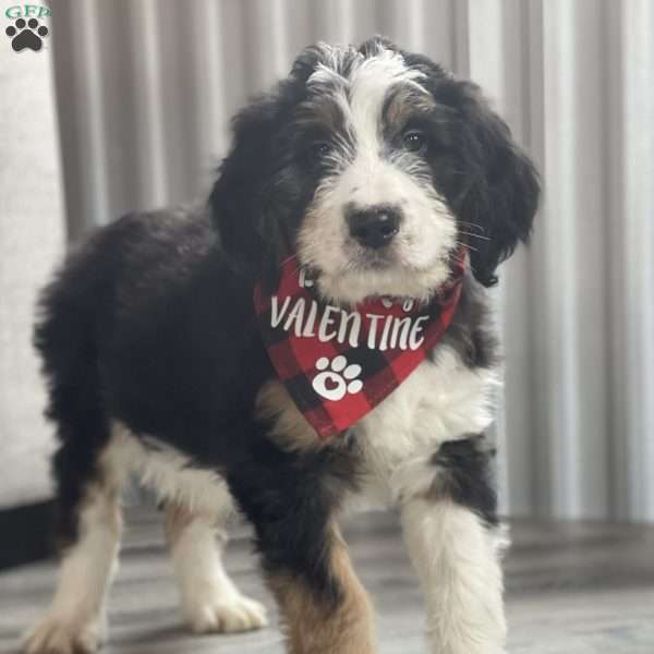 Tommy, Bernedoodle Puppy