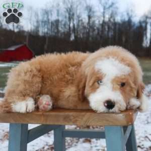 Oopsy Daisy Doodles - Greenfield Puppies