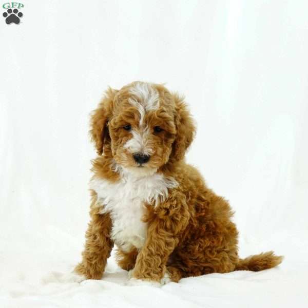 Bradley, Miniature Poodle Puppy