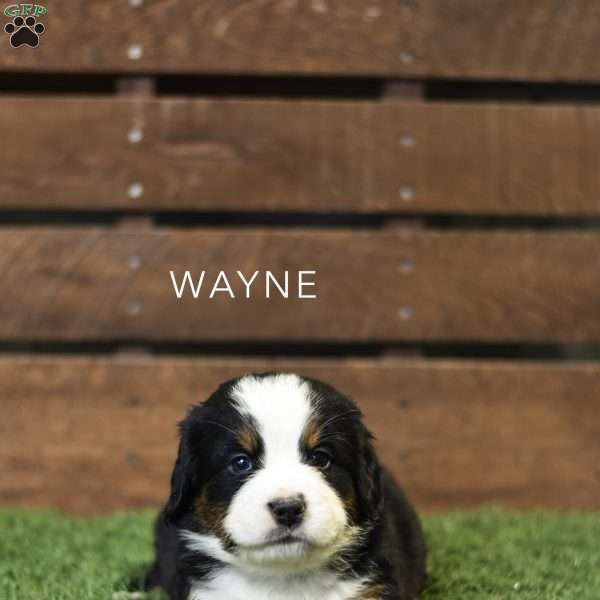 Wayne, Bernese Mountain Dog Puppy