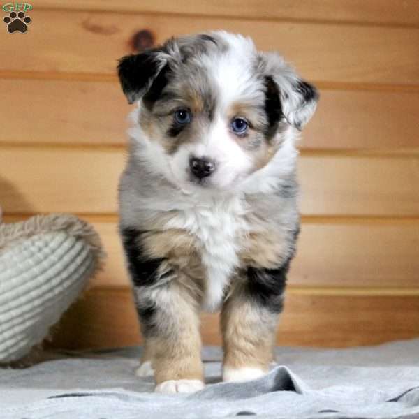 Nova, Miniature Australian Shepherd Puppy