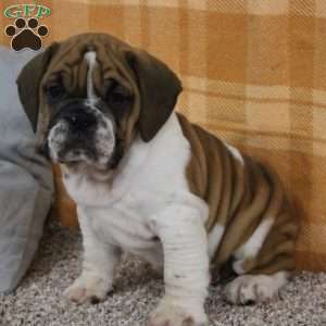 Beabull breeder hot sale