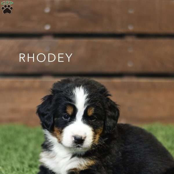 Rhodey, Bernese Mountain Dog Puppy