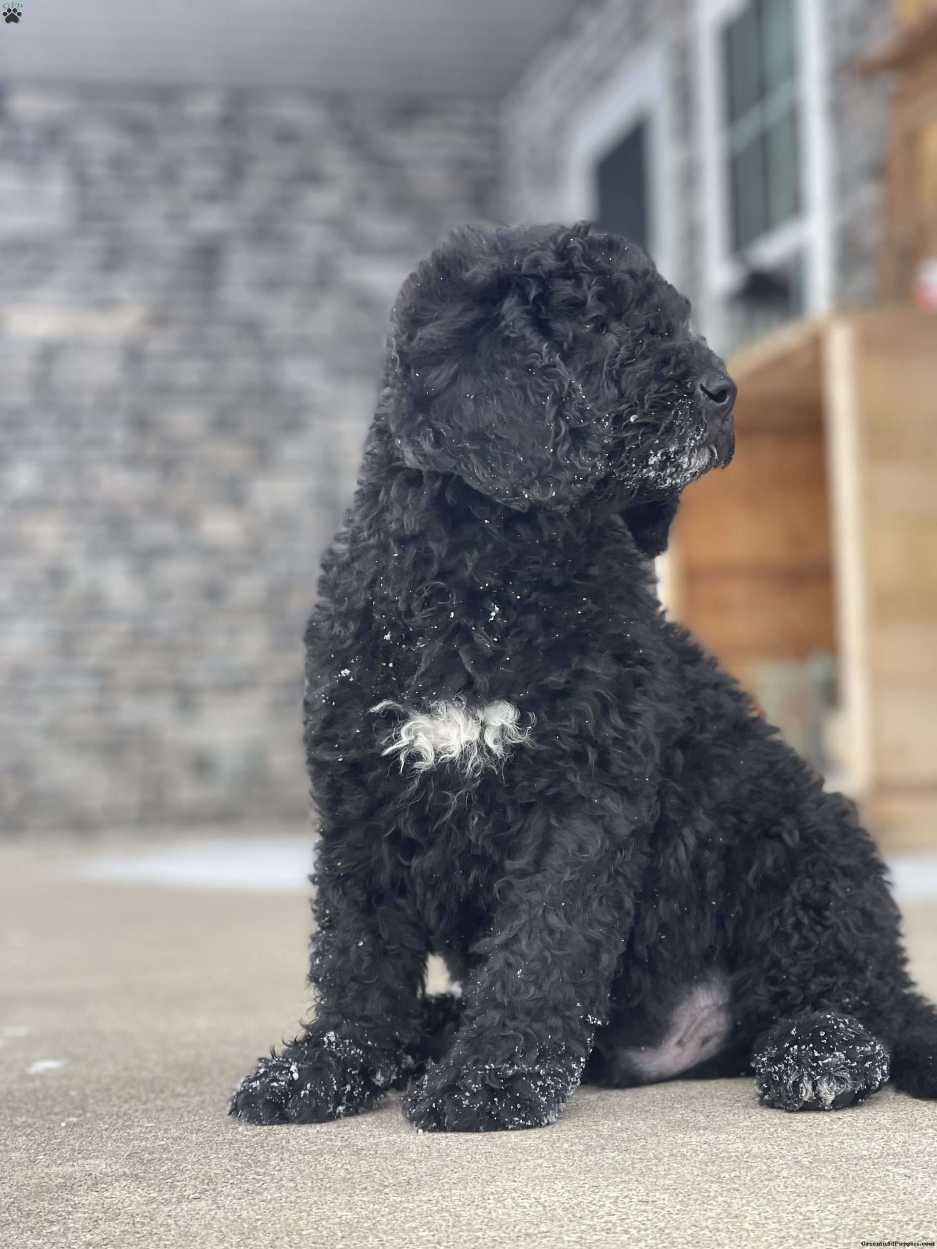 Camden Goldendoodle Puppy For Sale in Ohio