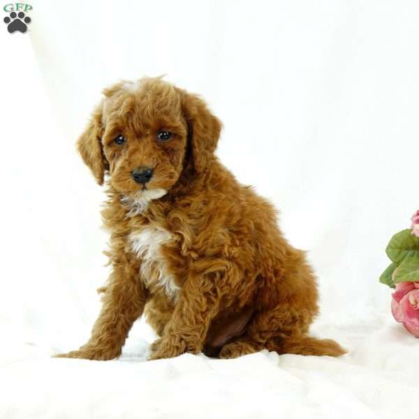 Blake, Miniature Poodle Puppy