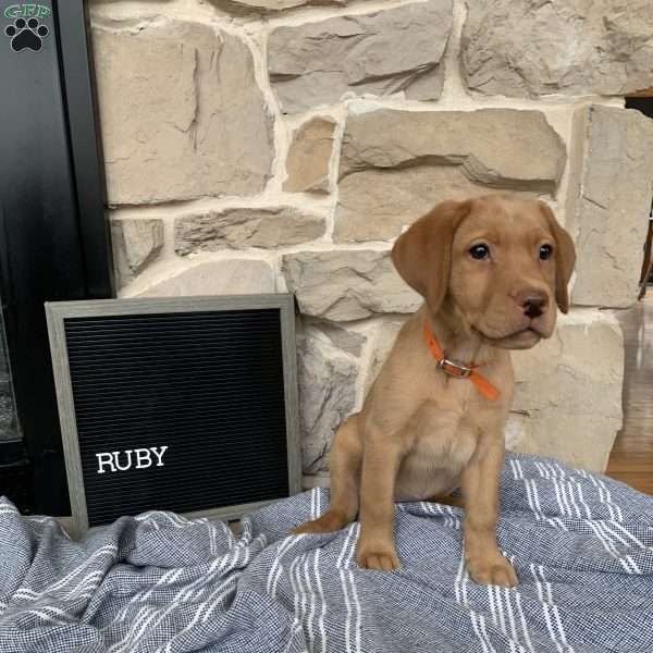 Ruby, Yellow Labrador Retriever Puppy