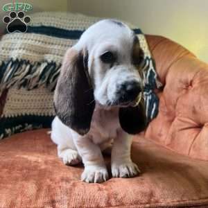 Bluetick basset hound cheap puppies for sale