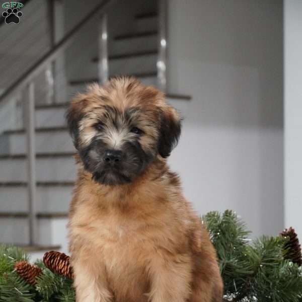 Ace, Soft Coated Wheaten Terrier Puppy
