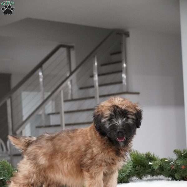 Addy, Soft Coated Wheaten Terrier Puppy