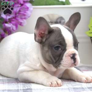 Asher, French Bulldog Puppy