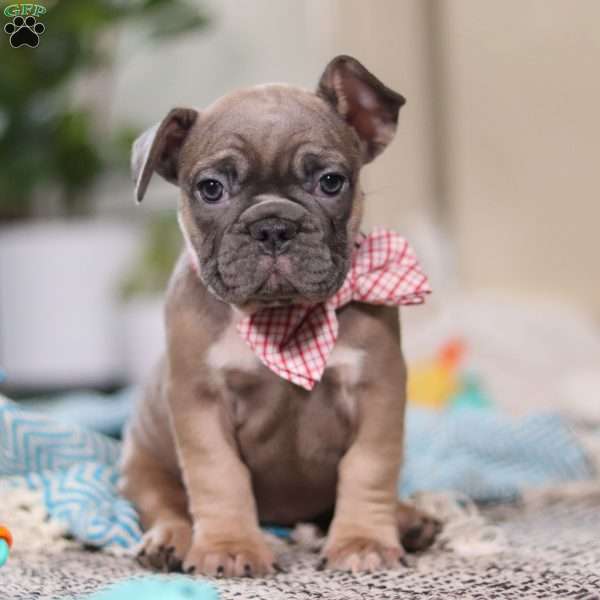 Andre, French Bulldog Puppy