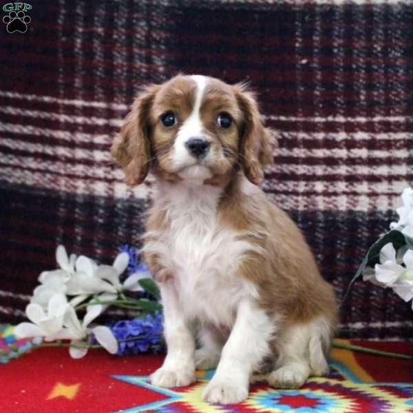 Annie, Cavalier King Charles Spaniel Puppy