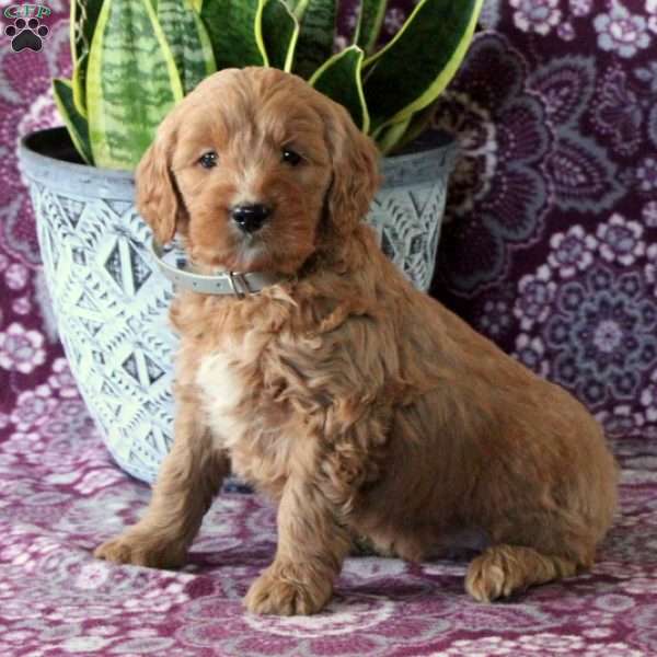 Anya, Goldendoodle Puppy