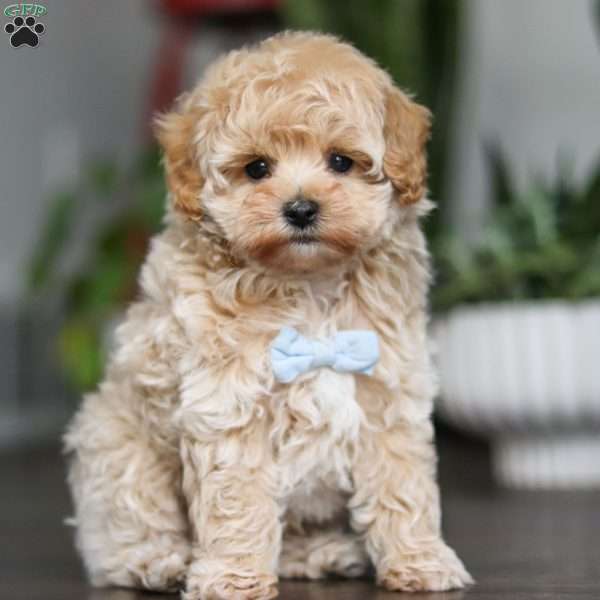 Archie, Maltipoo Puppy