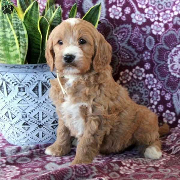 Archie, Goldendoodle Puppy