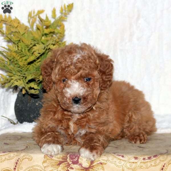 Athena, Mini Goldendoodle Puppy