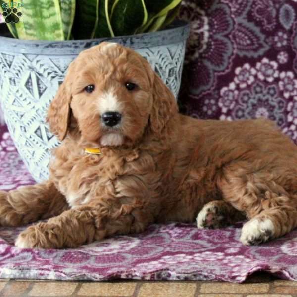 Ava, Goldendoodle Puppy