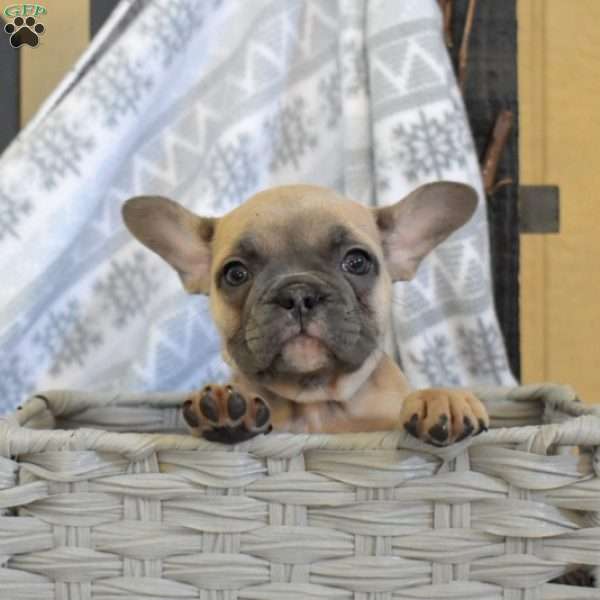 Ava, French Bulldog Puppy