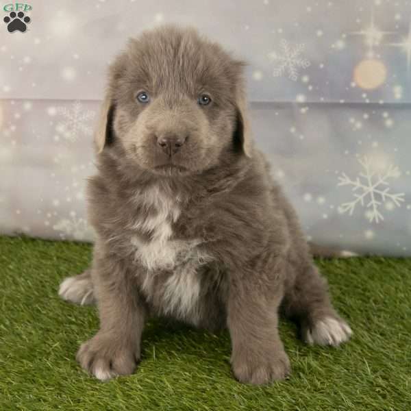 Merle newfoundland outlet dog