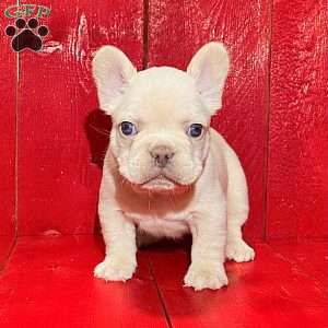 Mack, French Bulldog Puppy