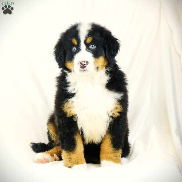 Andre, Bernese Mountain Dog Puppy