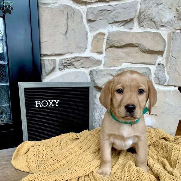 Roxy, Yellow Labrador Retriever Puppy