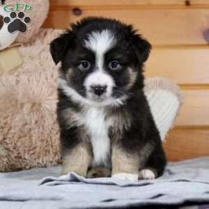 Miniature Australian Shepherd Puppies For Sale - GFP