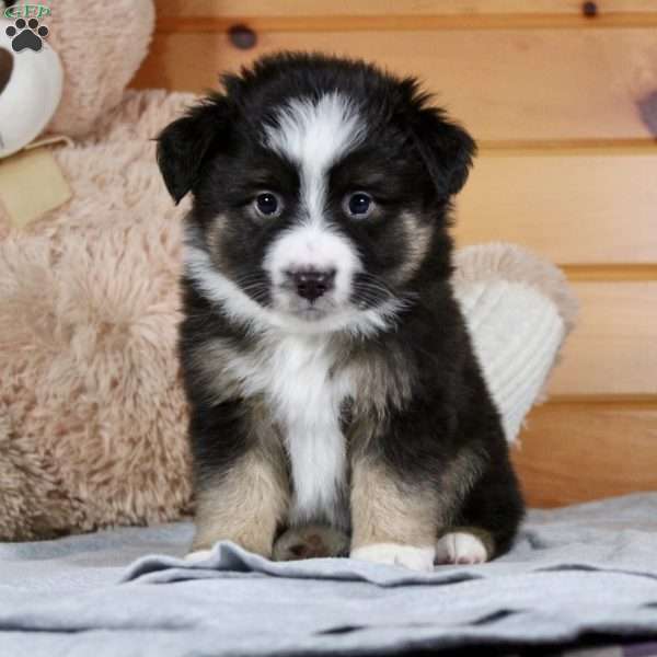 Archie, Miniature Australian Shepherd Puppy