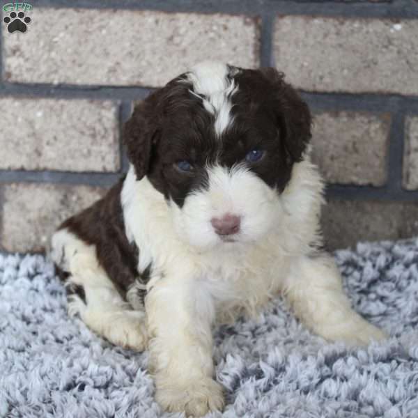 Theo, Portuguese Water Dog Puppy