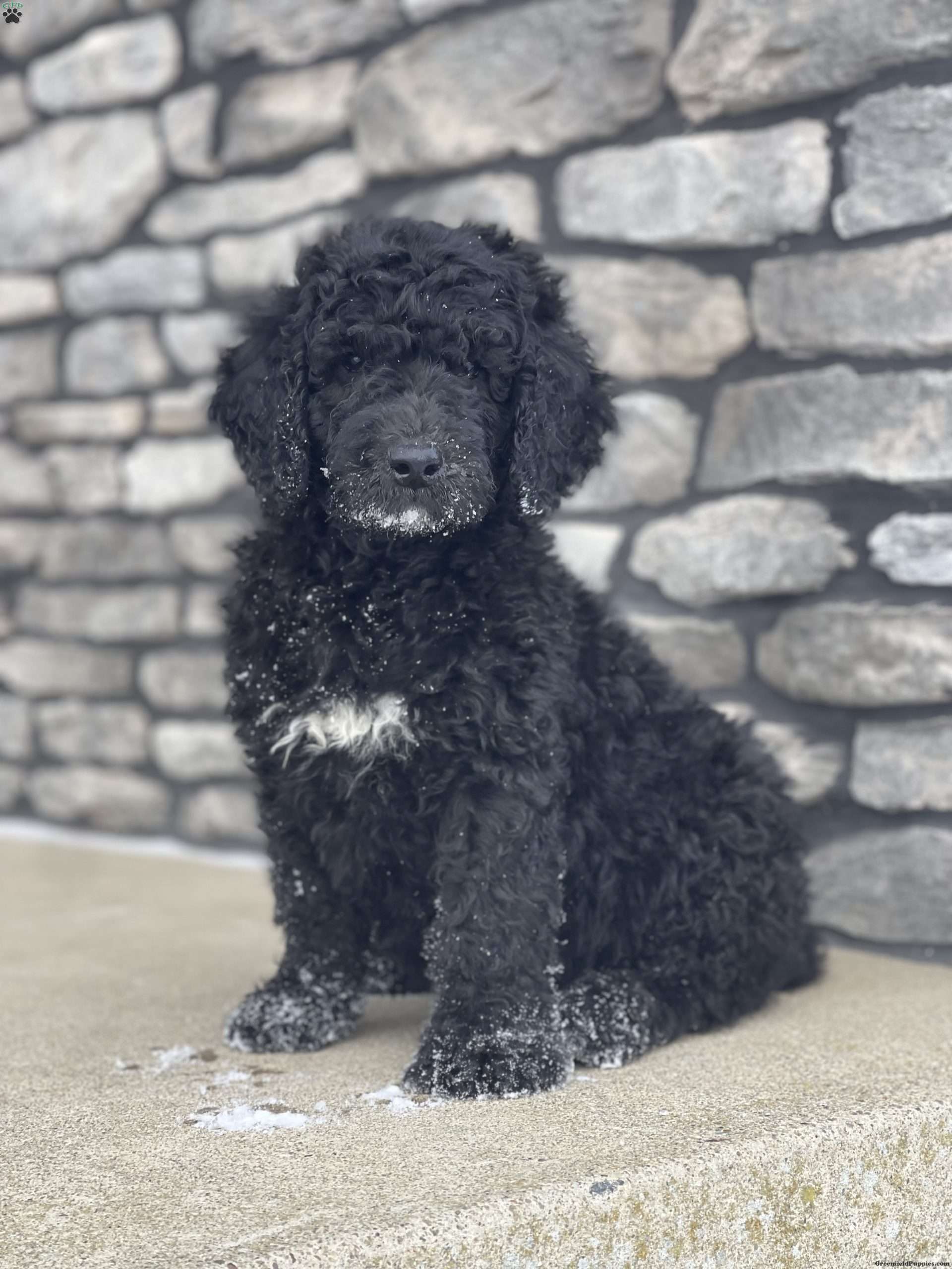 Camden Goldendoodle Puppy For Sale in Ohio