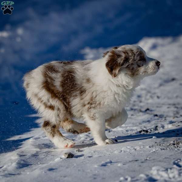 Babe, Miniature Australian Shepherd Puppy