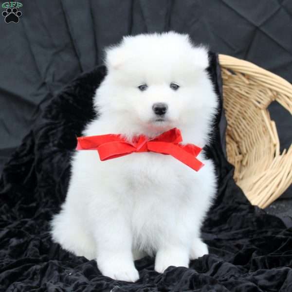 Babe, Samoyed Puppy