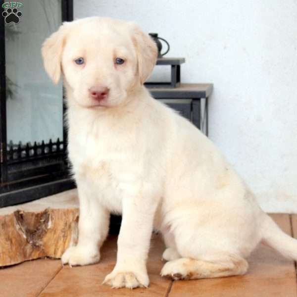 Bailey, Yellow Labrador Retriever Puppy