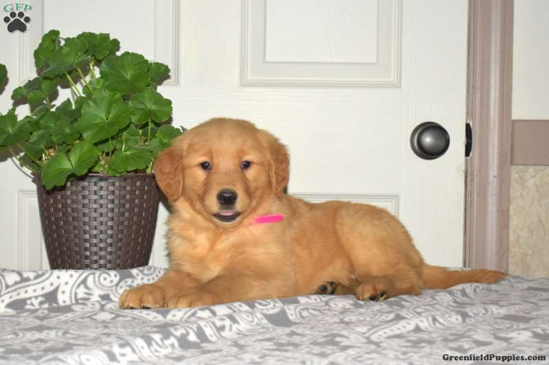 Barbie 2025 golden retriever