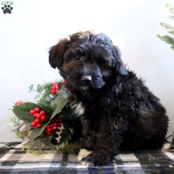 Barney, Miniature Poodle Mix Puppy