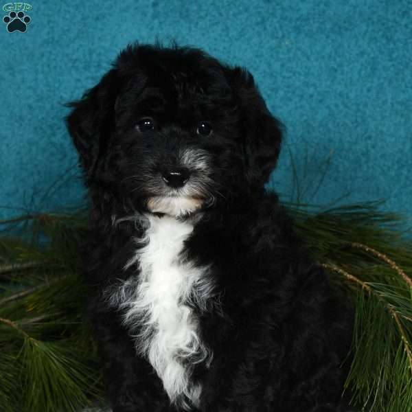 Barney, Mini Sheepadoodle Puppy