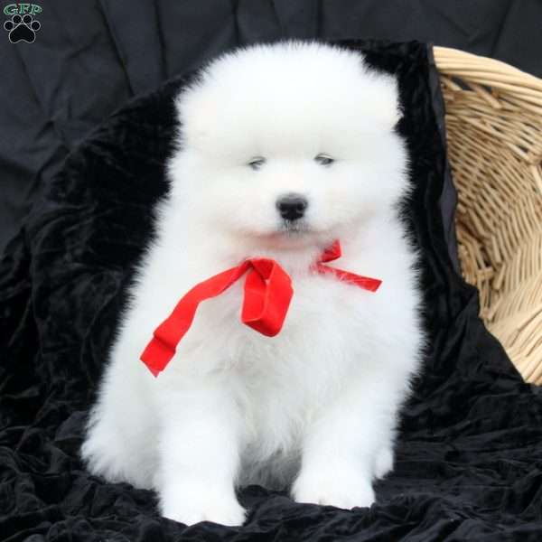 Barry, Samoyed Puppy