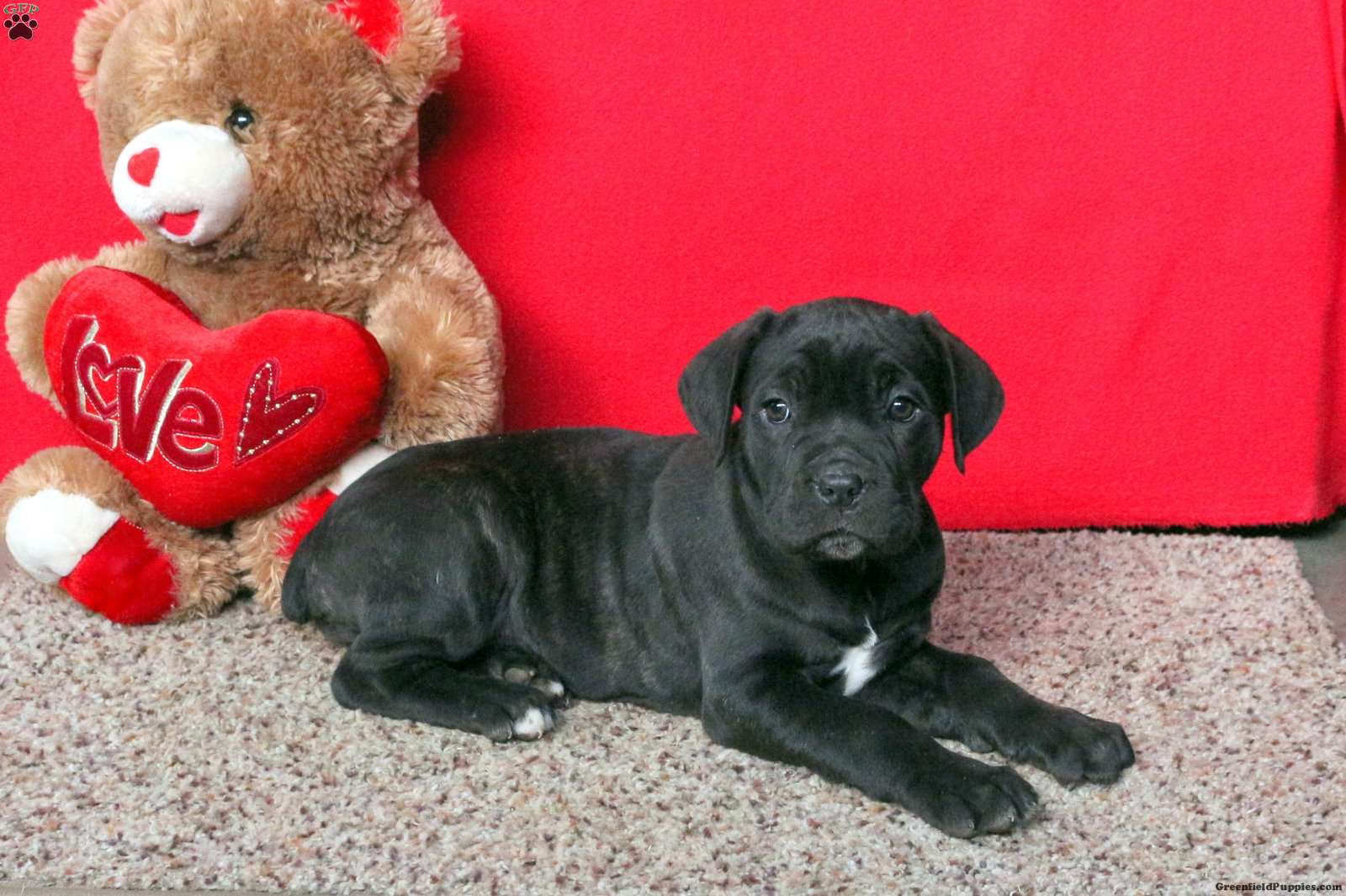 Baxter Cane Corso Puppy For Sale in Pennsylvania